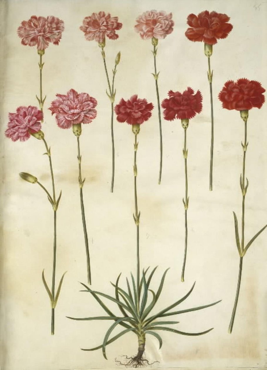 Dianthus caryophyllus (hagenellik) av Hans Simon Holtzbecker