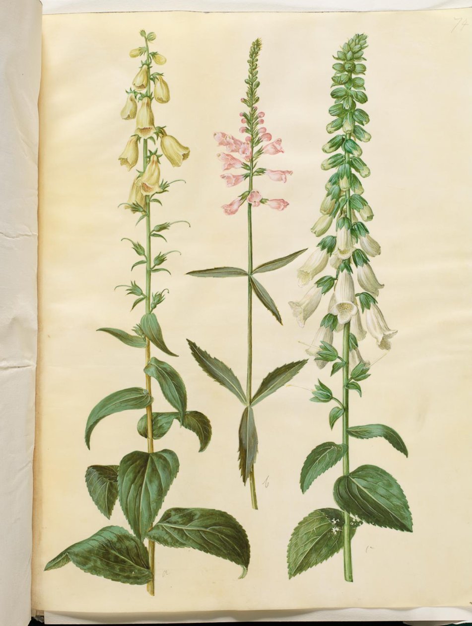 Digitalis grandiflora (storblomstret revebjelle); Physostegia virginiana (Physostegia virginiana); Digitalis purpurea (vanlig revebjelle) av Hans Simon Holtzbecker