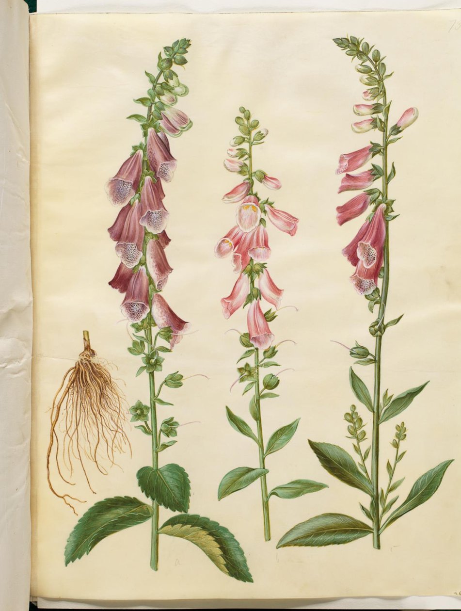 Digitalis purpurea (vanlig revebjelle) av Hans Simon Holtzbecker