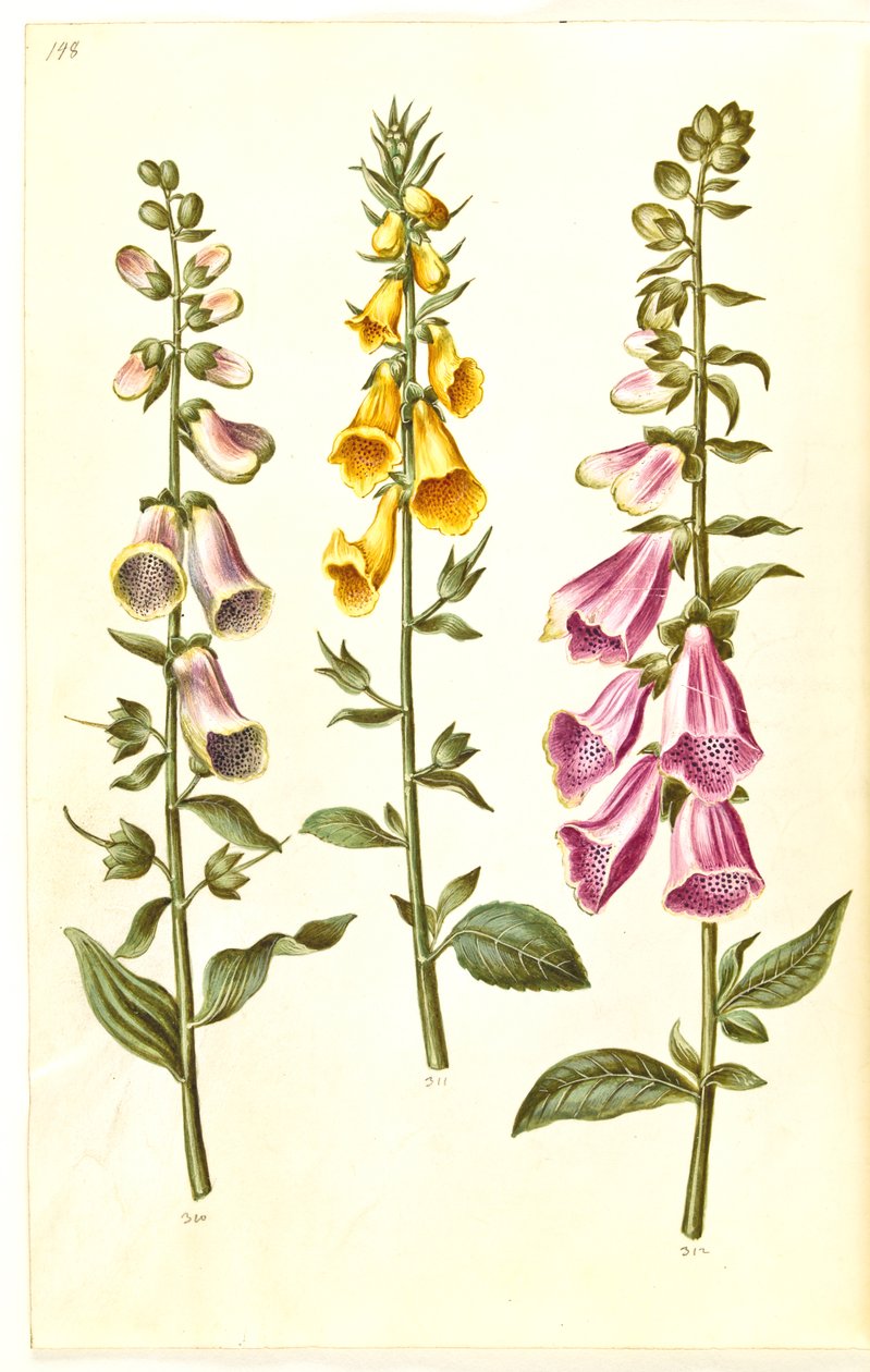 Digitalis purpurea (vanlig digitalis); Digitalis grandiflora (storblomstret revebjelle) av Hans Simon Holtzbecker