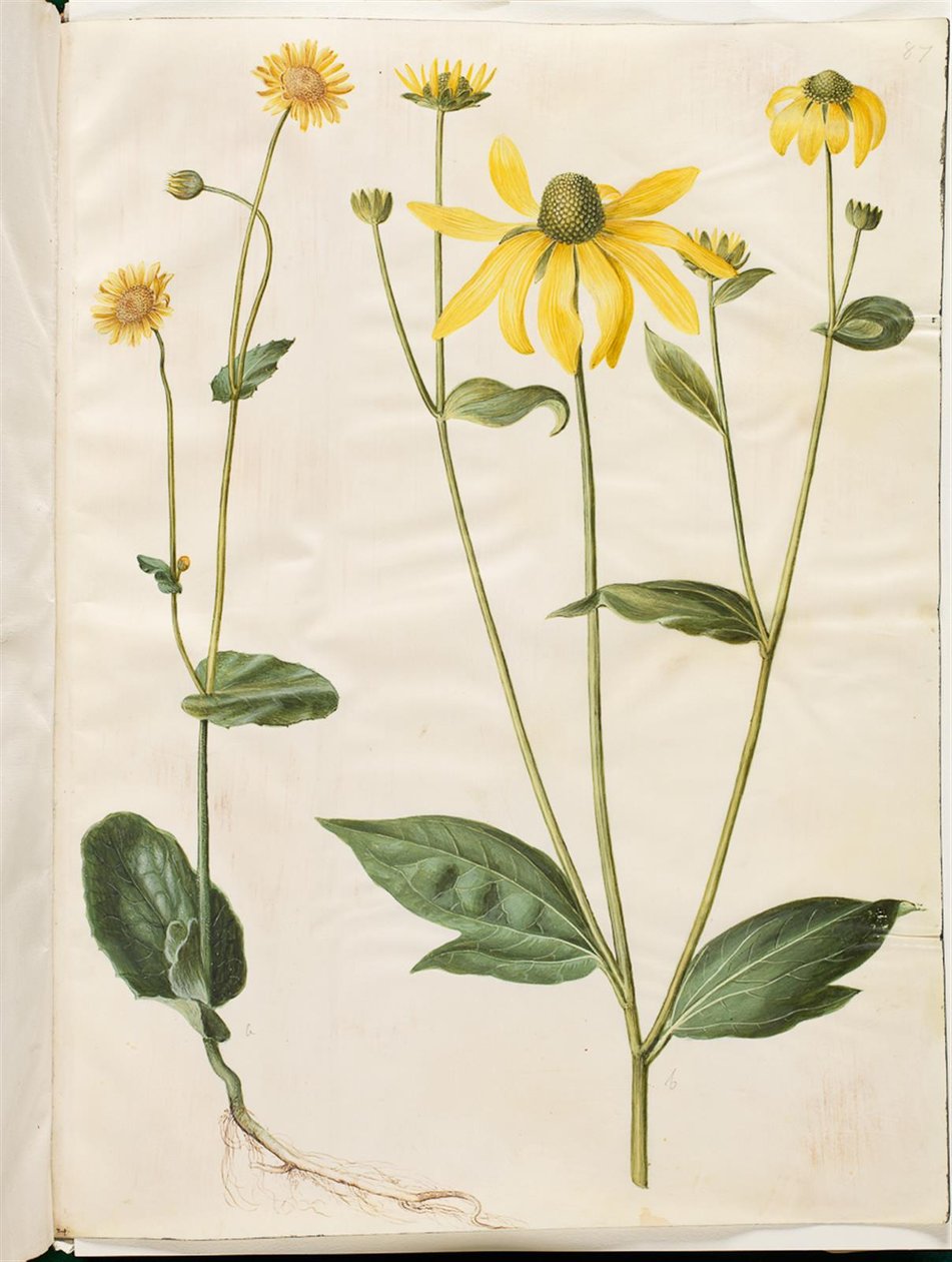 Doronicum pardalianches (hjertebladet gemserod); Rudbeckia laciniata (fliget solhat) av Hans Simon Holtzbecker