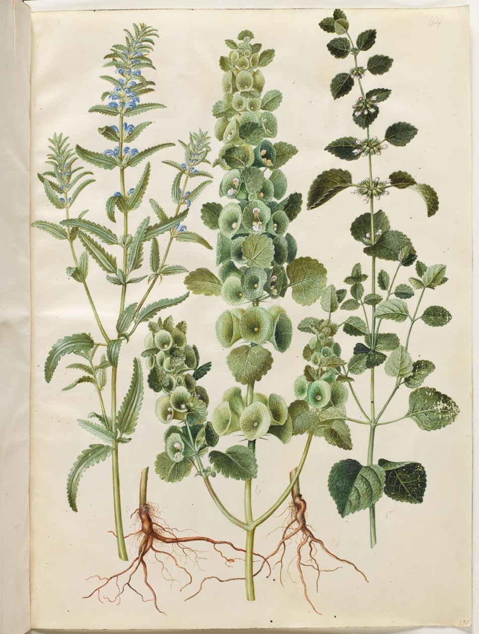 Dracocephalum moldavica (Moldavisk dragehode); Moluccella spinosa (tårntraktbeger); Melissa officinalis (sitronmelisse) av Hans Simon Holtzbecker