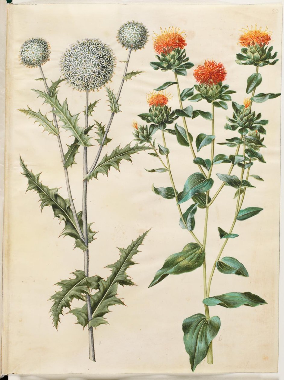 Echinops sphaerocephalus (almindelig tidselkugle); Farging av saflor (gul saflortidsel) av Hans Simon Holtzbecker