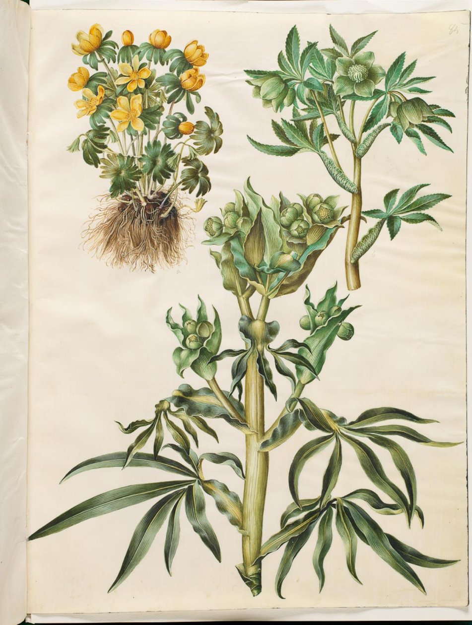 Eranthis vinter (har vært); Grønn Helleborus (grønn nyserod); Helleborus fetidus (stinkende nyserod) av Hans Simon Holtzbecker