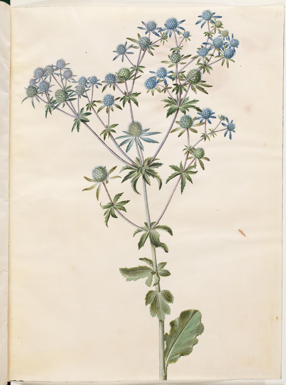 Flat eryngium (har-mandstro) av Hans Simon Holtzbecker