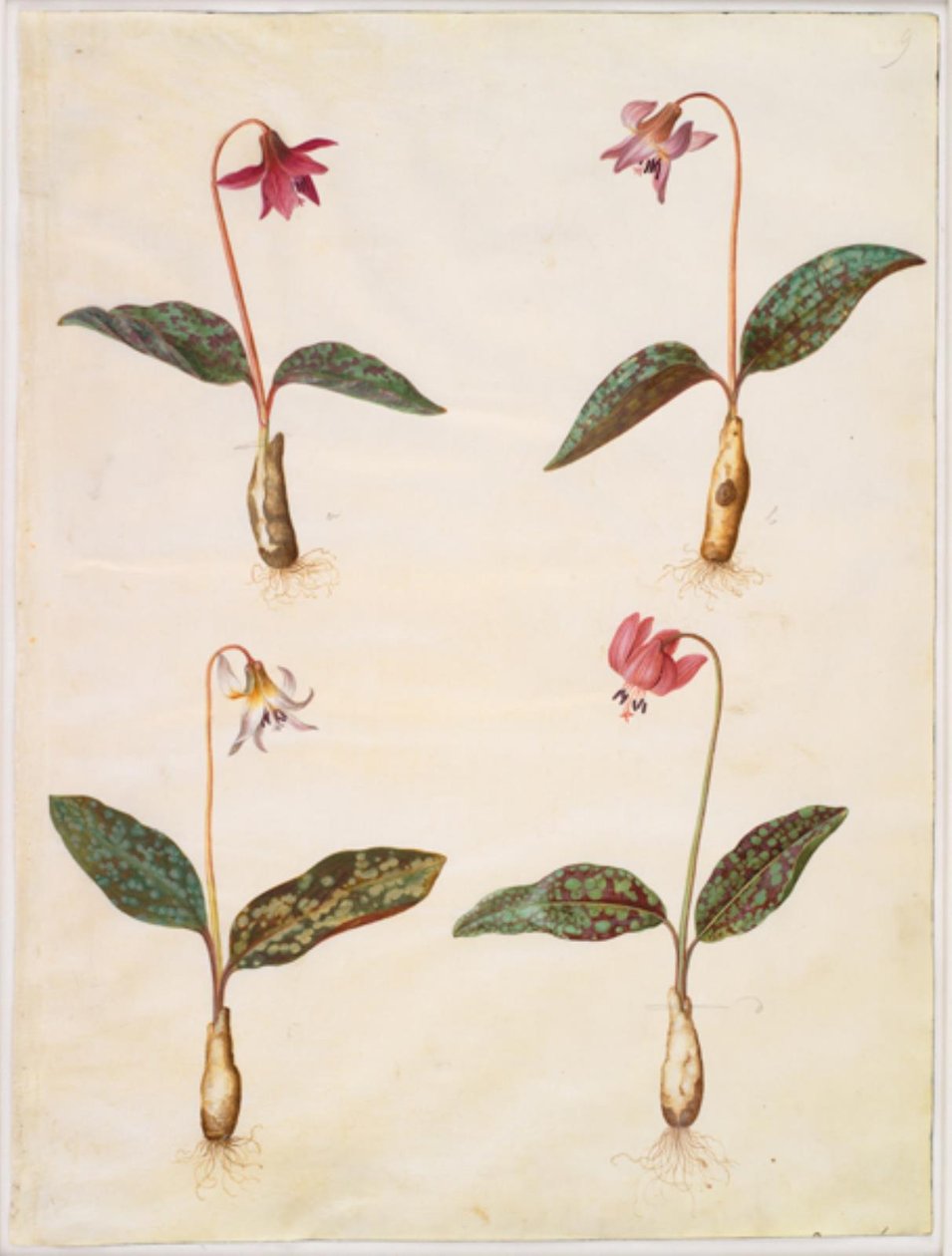 Erythronium dens-canis (ekte hundetann) av Hans Simon Holtzbecker