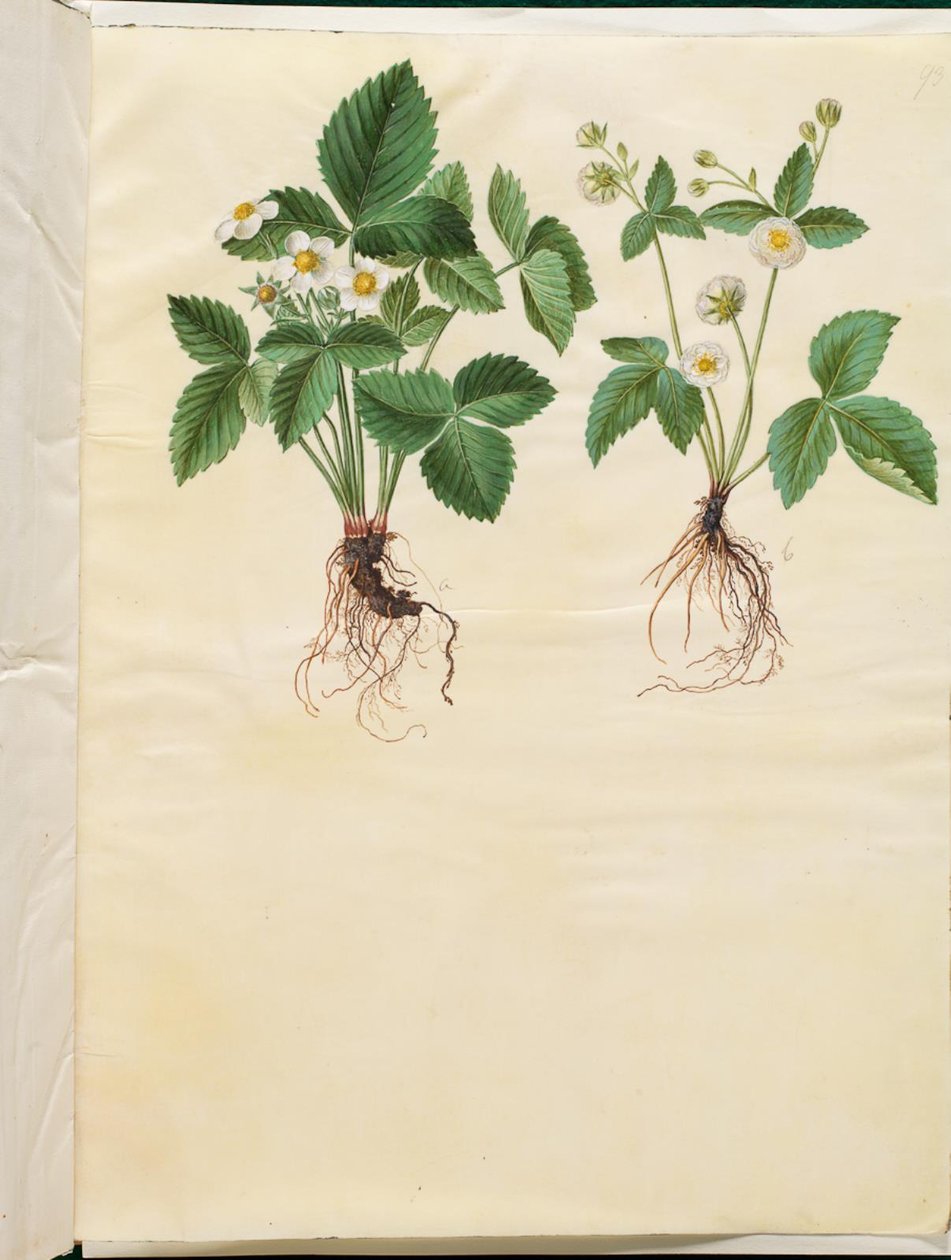 Fragaria vesca (skogjordbær) av Hans Simon Holtzbecker