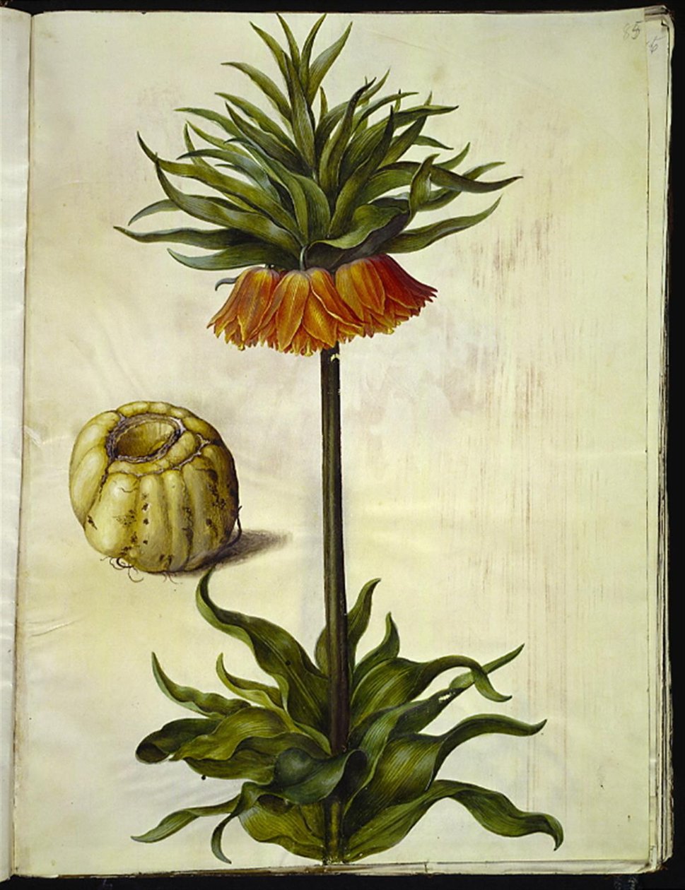 Fritillaria imperialis (kronkeiser) av Hans Simon Holtzbecker