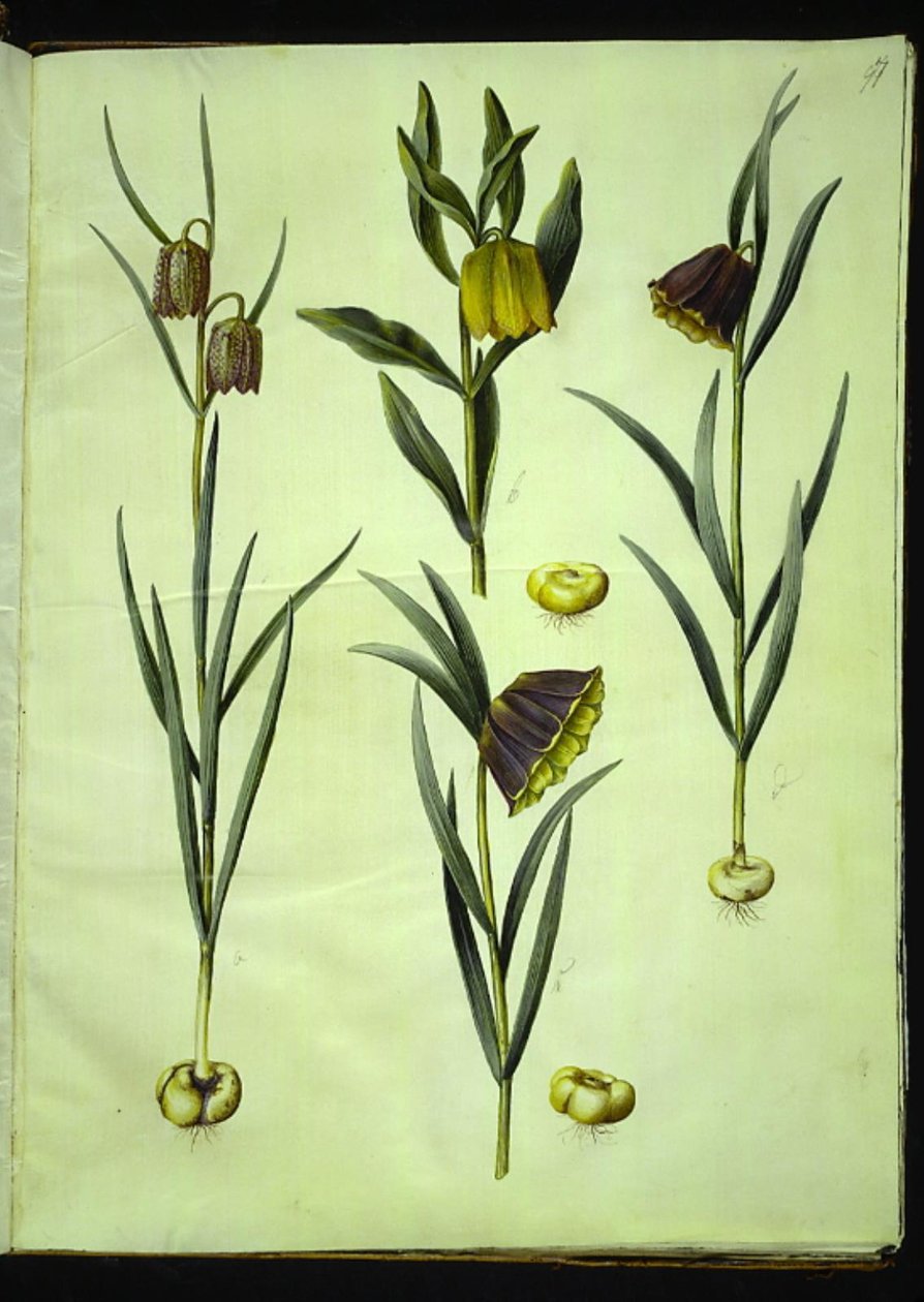 Fritillaria meleagris (vanlig hoggormegg); Fritillaria aurea eller Fritillaria tubiformis & moggridgei (vibeegg); Fritillaria montana av Hans Simon Holtzbecker