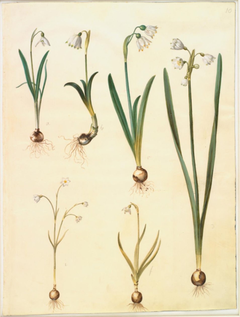 Galanthus nivalis (vanlig snøklokke); Leucojum vernum (Dorotea lilje); Leucojum aestivum (sommerplomme); Leucojum autumnale (hvit høstplomme) av Hans Simon Holtzbecker