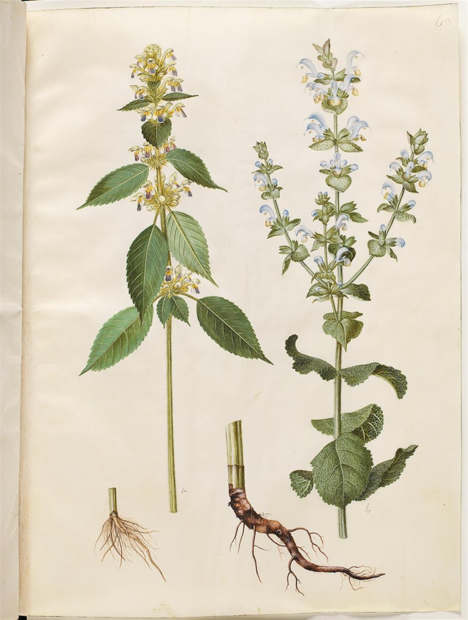 Galeopsis speciosa (hamp kakerlakk); Salvia sclarea (spraglete salvie) av Hans Simon Holtzbecker
