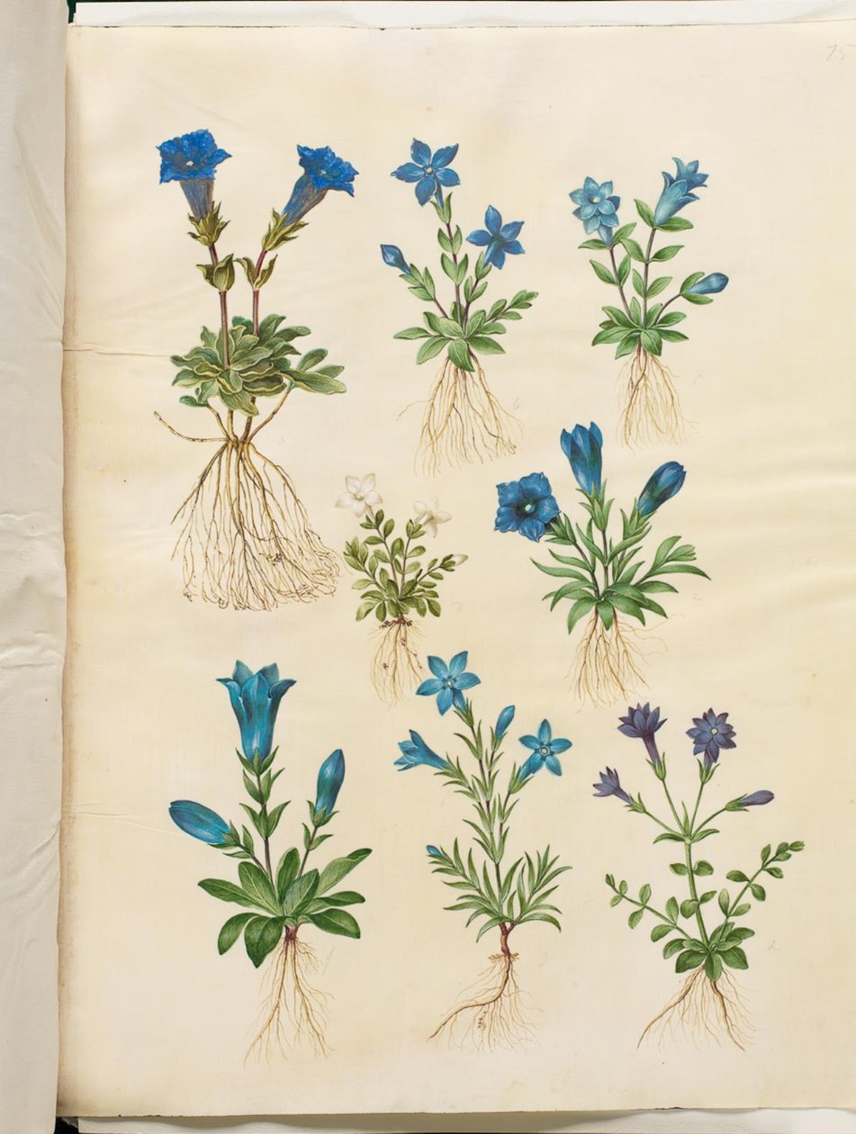 Gentiana acaulis (stengelløs gentian); Gentiana verna (vårgentian); Gentiana acaulis (stengelløs gentian); Gentiana (art av gentian) av Hans Simon Holtzbecker