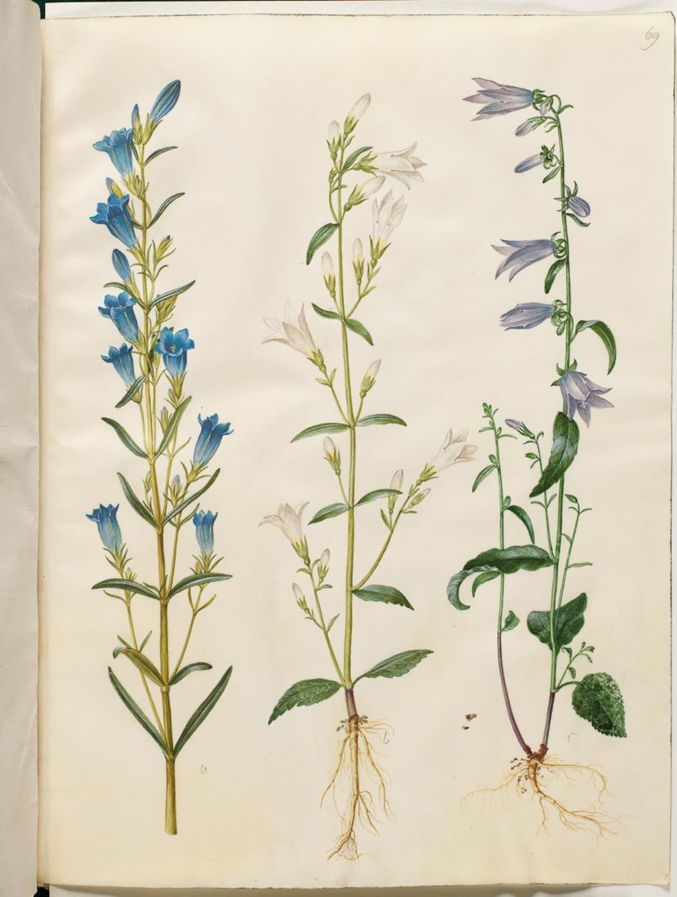 Gentiana pneumonanthe (klokke-ensian); Campanula patula (eng-klokke); Campanula rapunculoides (ensidig klokke) av Hans Simon Holtzbecker