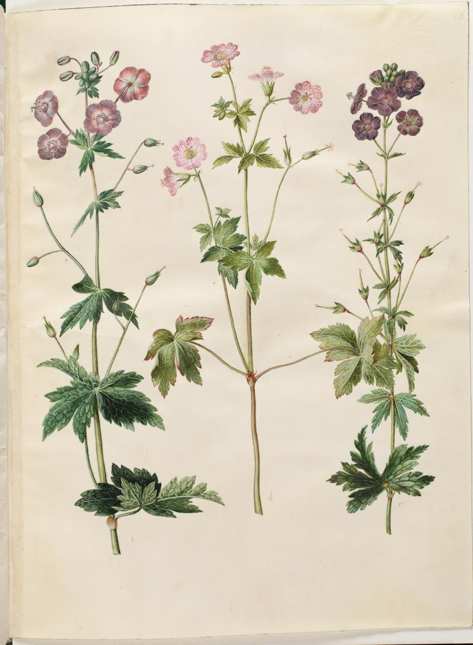 Geranium phaeum (bølgekronet storkenebb); Geranium versicolor (nettstorkenebb) av Hans Simon Holtzbecker