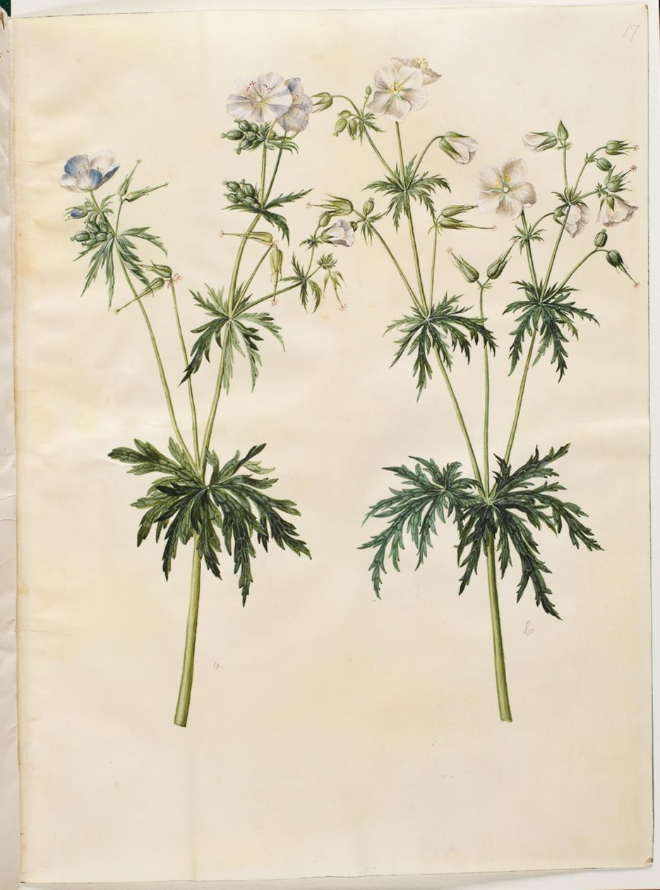 Geranium pratense (engstorkenebb) av Hans Simon Holtzbecker