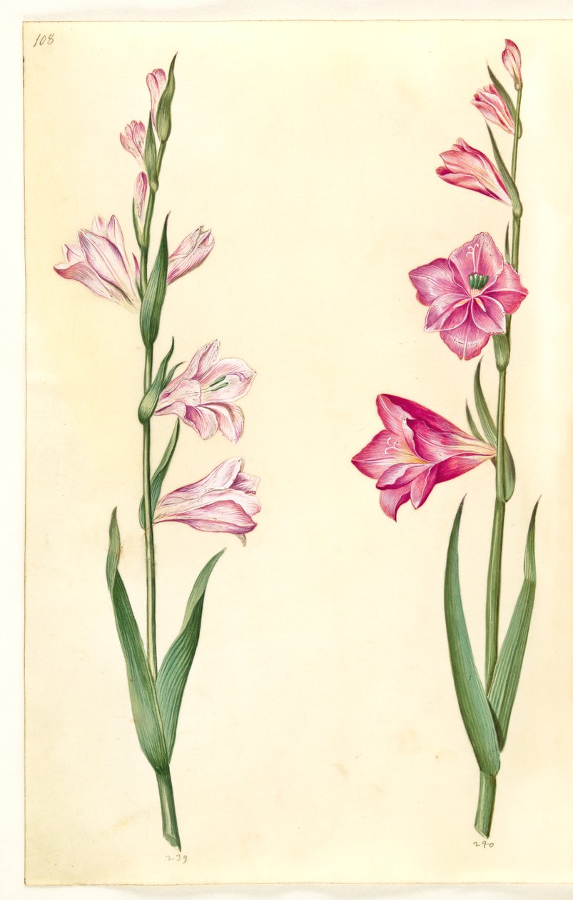 Gladiolus communis (vanlig gladiolus) av Hans Simon Holtzbecker