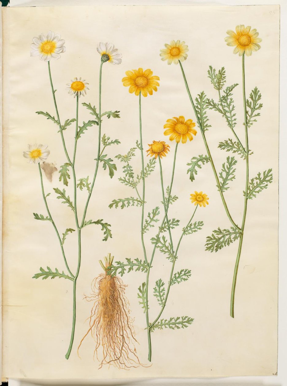 Glebionis coronaria (kronokseøye) av Hans Simon Holtzbecker