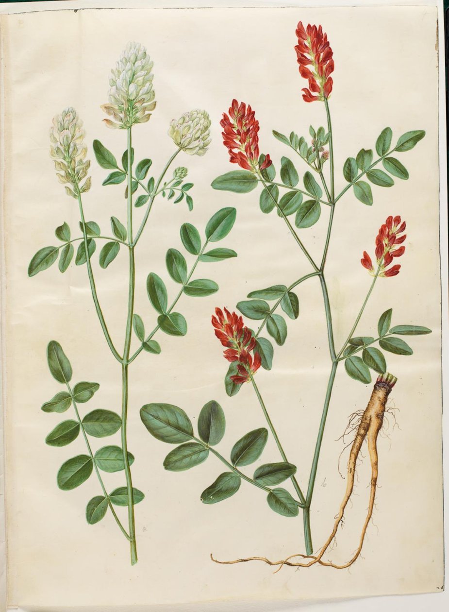 Hedysarum coronarium (rødkløver) av Hans Simon Holtzbecker