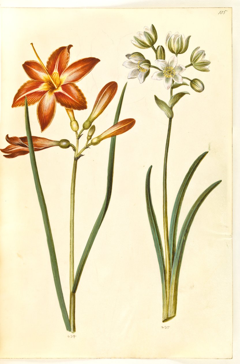 Hemerocallis fulva (brun daglije); Ornithogalum arabicum (mælkestjerne) av Hans Simon Holtzbecker