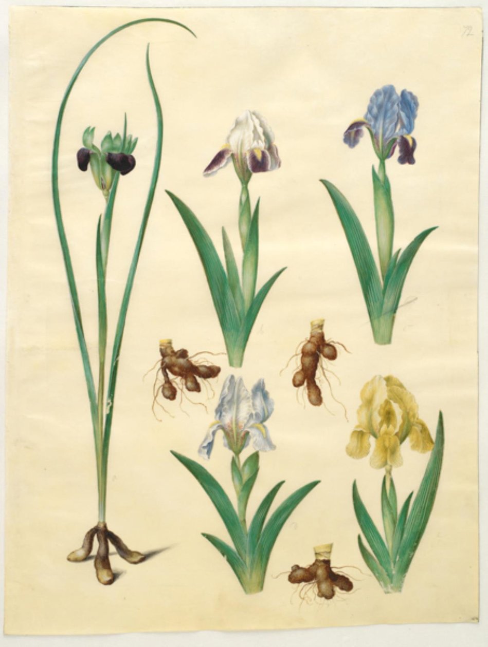 Hermodactylus tuberosus (hermes finger); Iris pumila (lav iris) eller Iris lutescens (dverg iris) av Hans Simon Holtzbecker