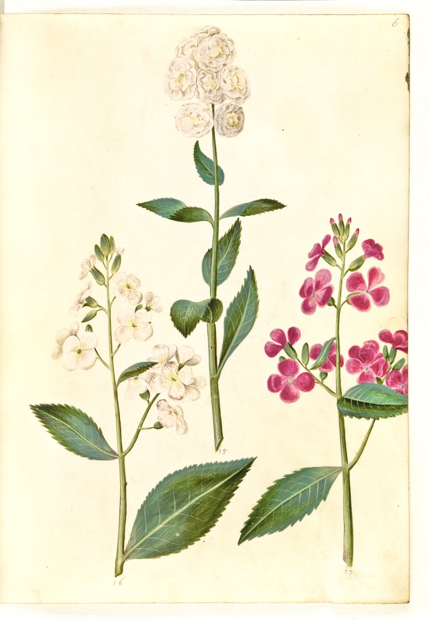 Hesperis matronalis (vanlig kveldsstjerne) av Hans Simon Holtzbecker