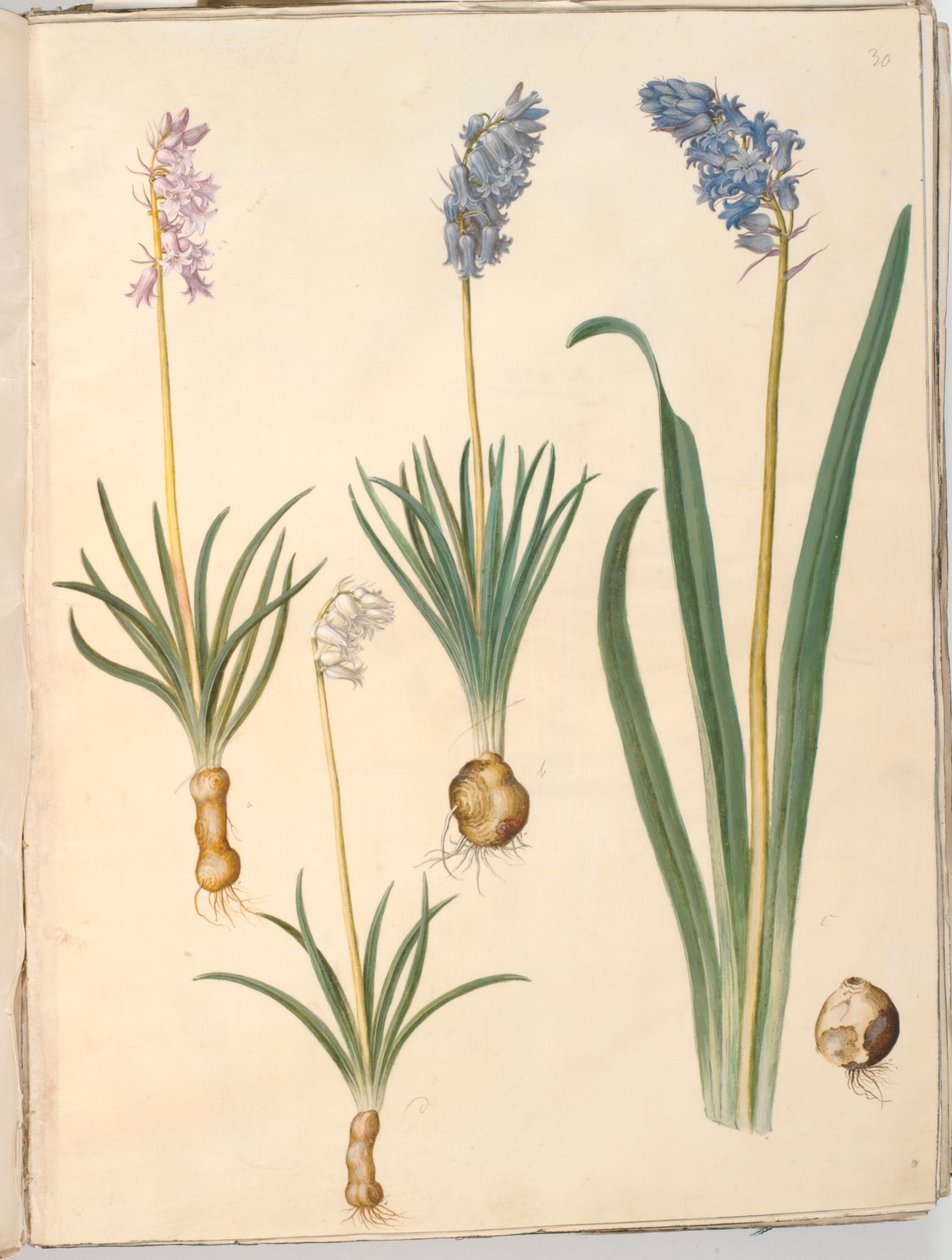 Hyacinthoides non-scripta (vanlig klokkeblomst); Hyacinthoides hispanica (spansk klokkeblomst) av Hans Simon Holtzbecker
