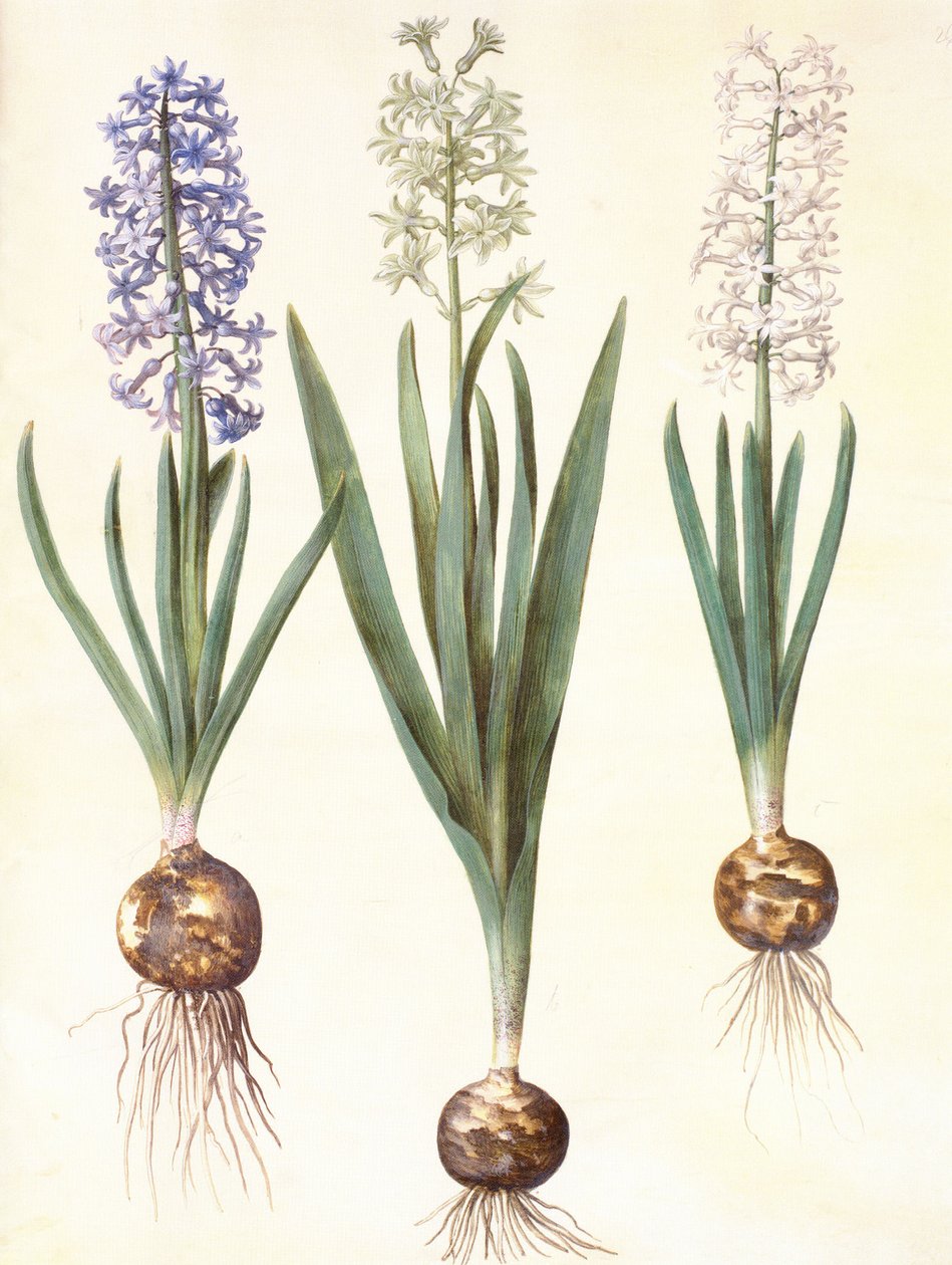 Hyacinthoides orientalis (simp et pl.) av Hans Simon Holtzbecker