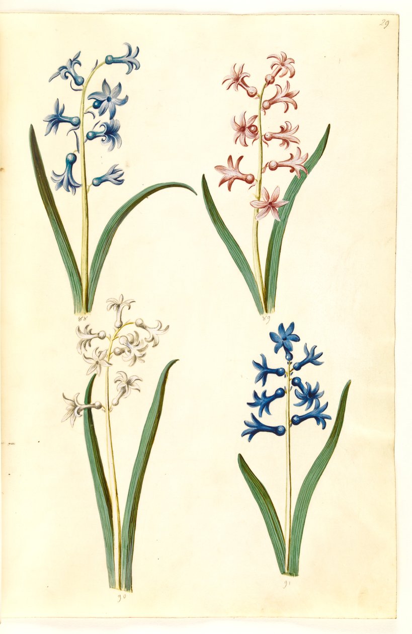 Orientalsk hyacint (Almindelig hyacinth) av Hans Simon Holtzbecker