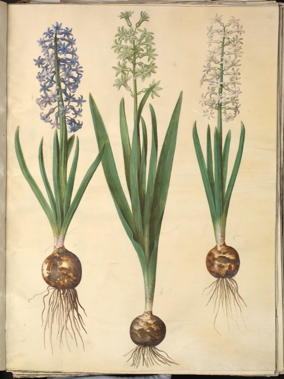 Orientalsk hyacinth (Almindelig hyacinth) av Hans Simon Holtzbecker