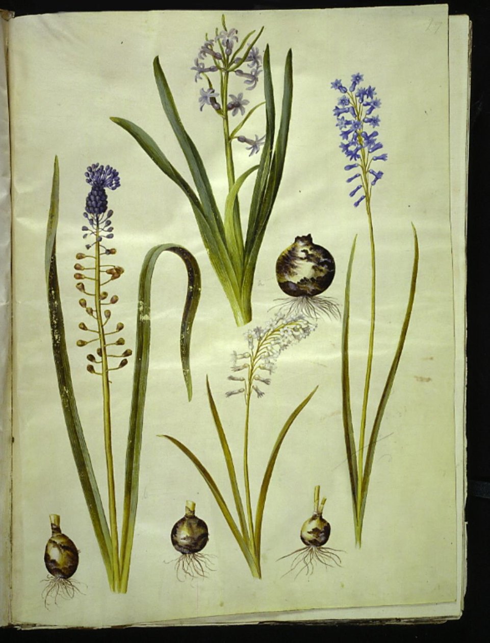 Orientalsk hyasint (almindelig hyacint); Muscari comosum (duskhyacint); Brimeura amethystina (pyreneisk blå) av Hans Simon Holtzbecker