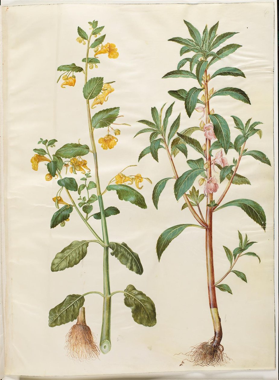 Impatiens noli-tangere (vårbalsam); Impatiens balsamina (har balsam) av Hans Simon Holtzbecker