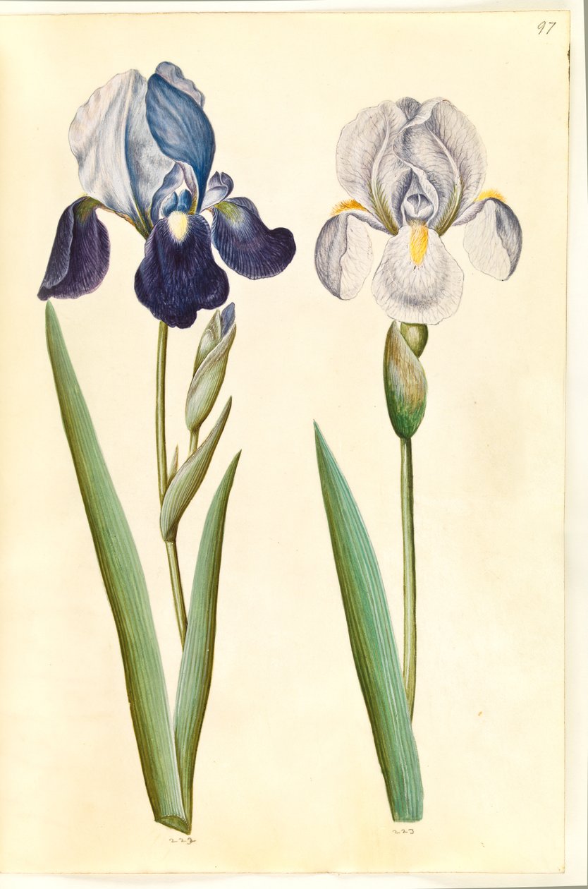 Iris ×germanica eller Iris ×sambucina (?) (hageiris eller hylleiris); Iris × germanica (hageiris) av Hans Simon Holtzbecker