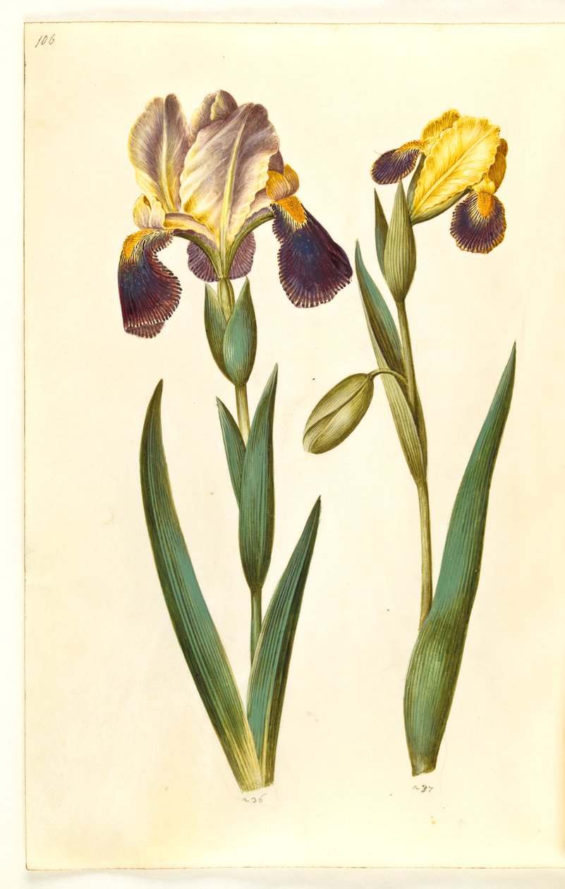 Iris ×germanica eller Iris ×sambucina (hageiris eller hylleiris); Iris variegata (broket iris) av Hans Simon Holtzbecker