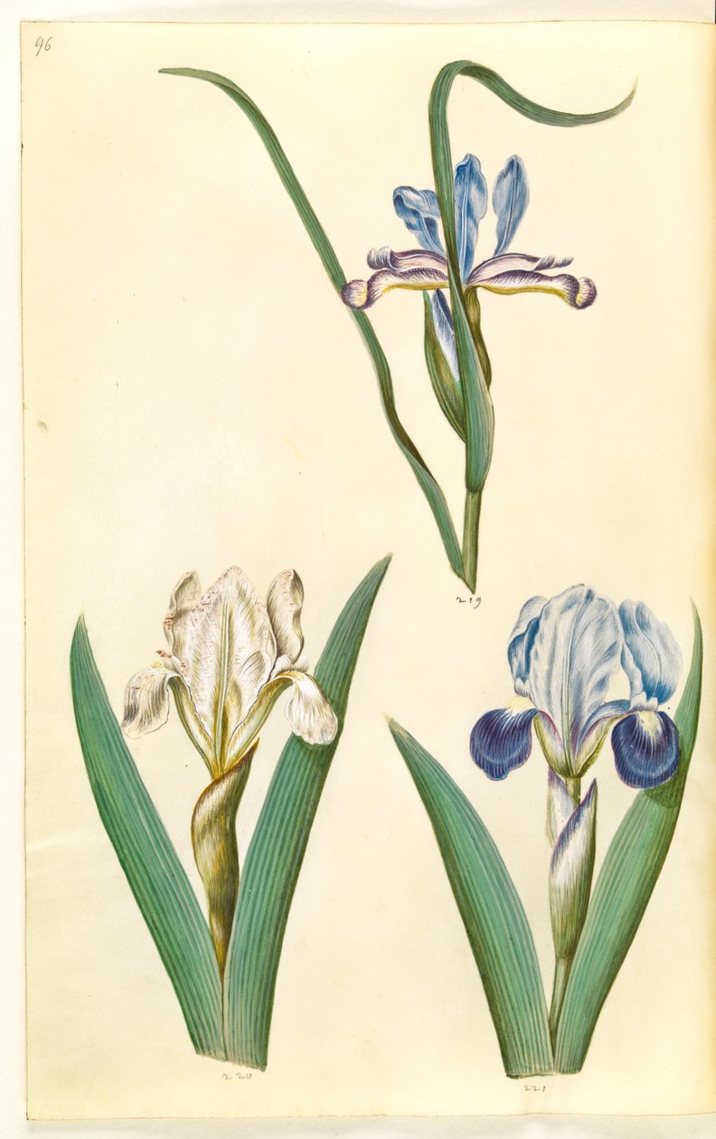 Iris graminea (gressbladiris); Iris lutescens eller Iris pumila (?) (dverg iris eller lav iris) av Hans Simon Holtzbecker
