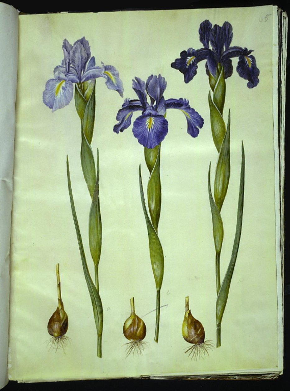 Iris latifolia (engelsk iris) av Hans Simon Holtzbecker