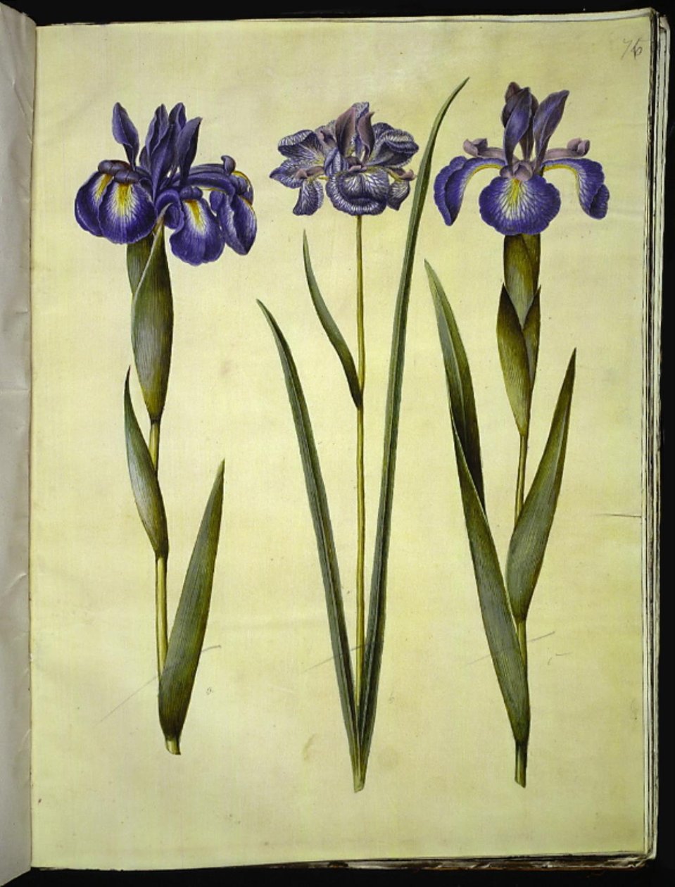 Iris latifolia (engelsk iris); Iris sibirica (sibirsk iris) av Hans Simon Holtzbecker
