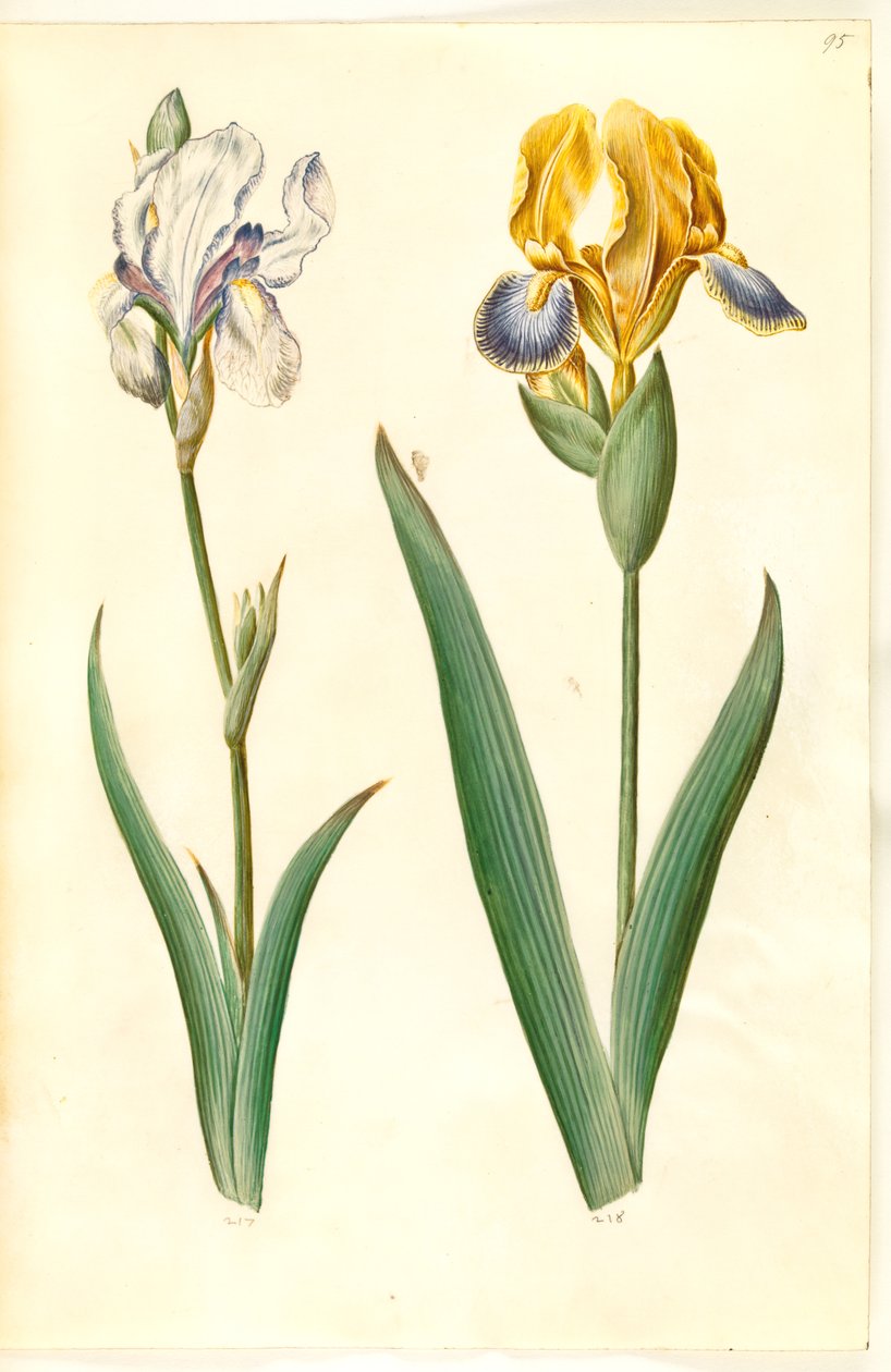 Iris pallida (blek iris); Iris variegata (broket iris) av Hans Simon Holtzbecker