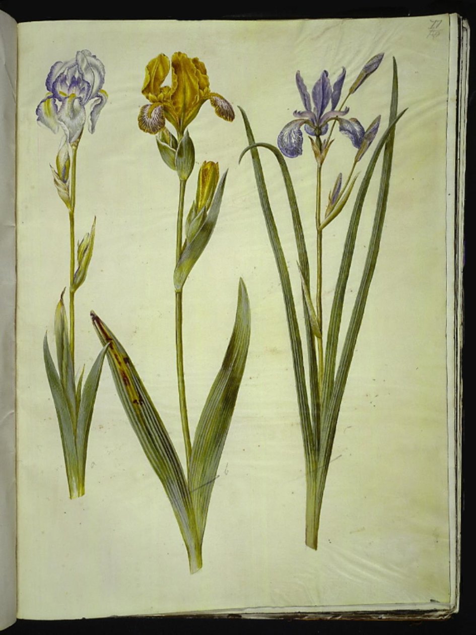 Blek iris (bleg iris); Spraglete iris (broget iris); Sibirsk iris av Hans Simon Holtzbecker