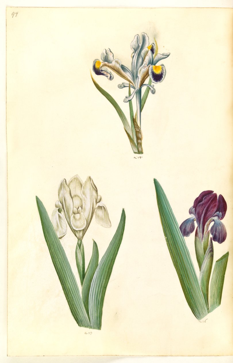 Iris persica (persisk iris); Iris lutescens eller Iris pumila (?) (dverg iris eller lav iris) av Hans Simon Holtzbecker