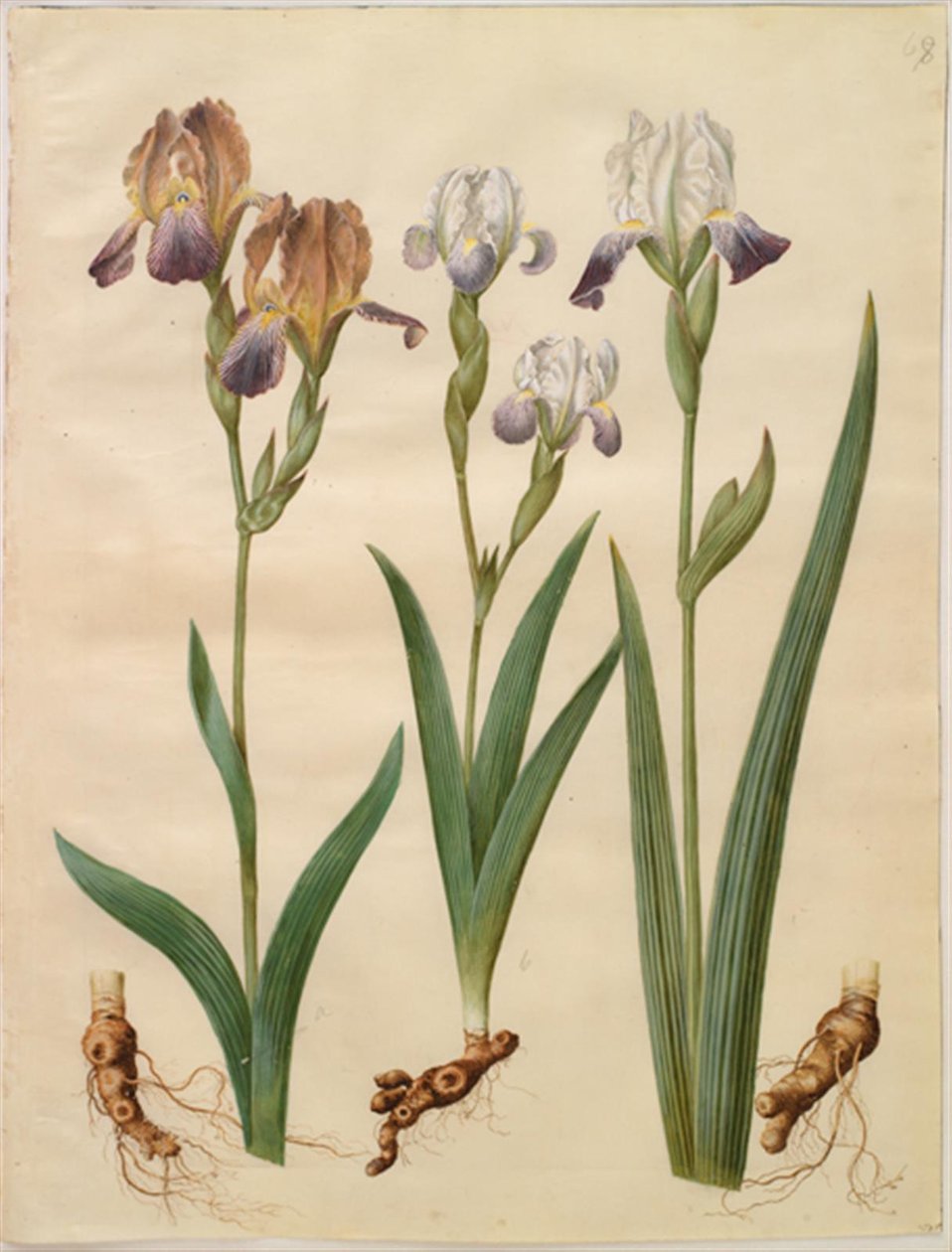 Iris ×sambucina (hylle iris); Iris ×amoena (irishybrid) av Hans Simon Holtzbecker