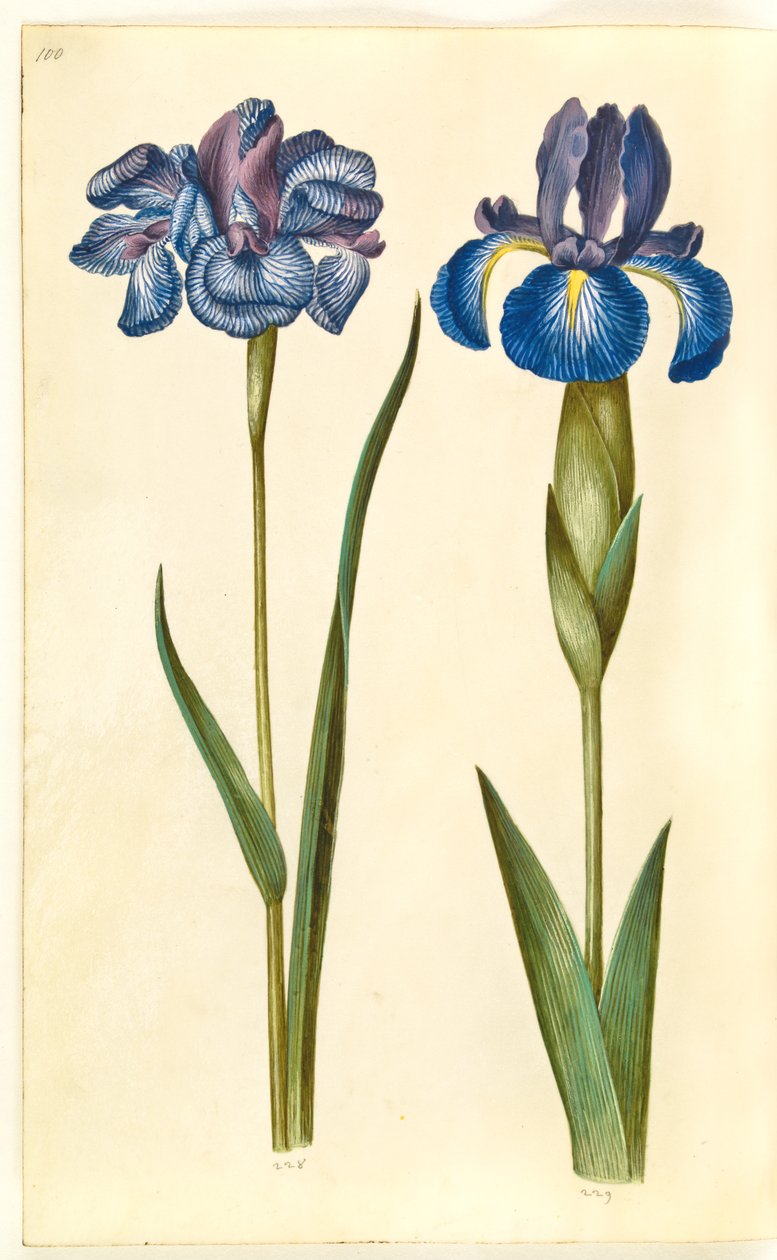 Iris sibirica (sibirsk iris); Iris latifolia (engelsk iris) av Hans Simon Holtzbecker