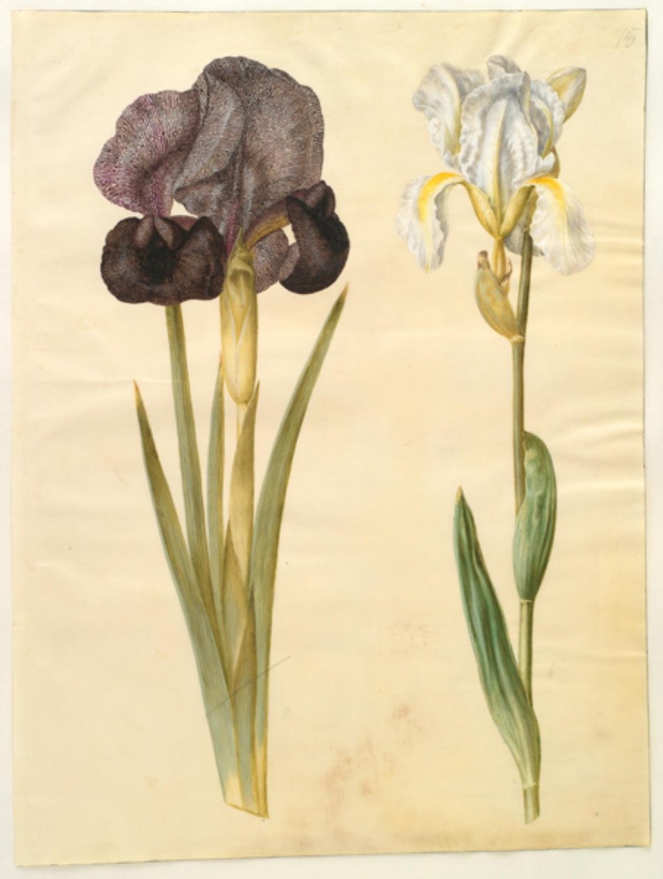 Iris susiana (sørgeiris); Iris ×florentina (fiolett rot) av Hans Simon Holtzbecker