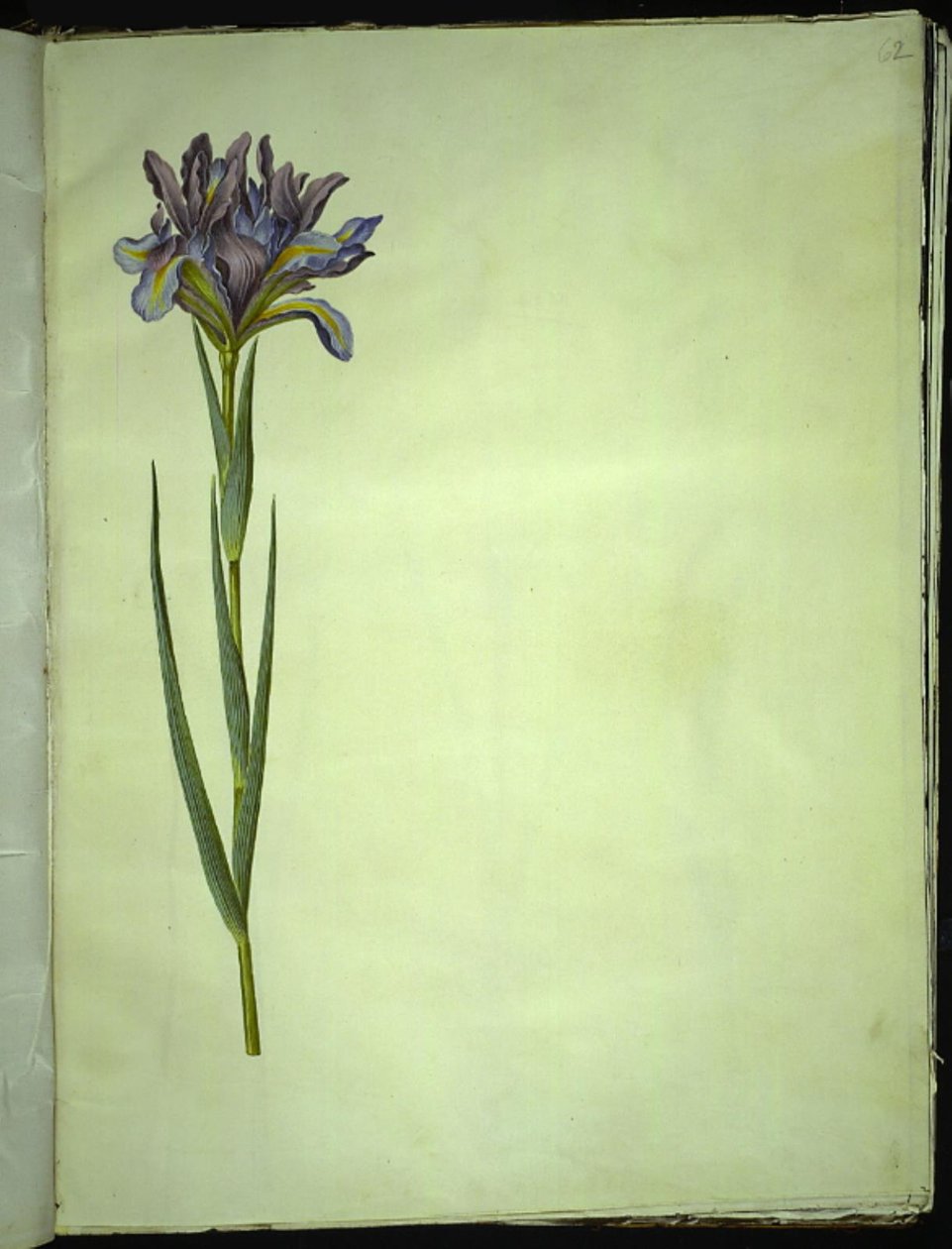 Iris xiphium (spansk iris) av Hans Simon Holtzbecker