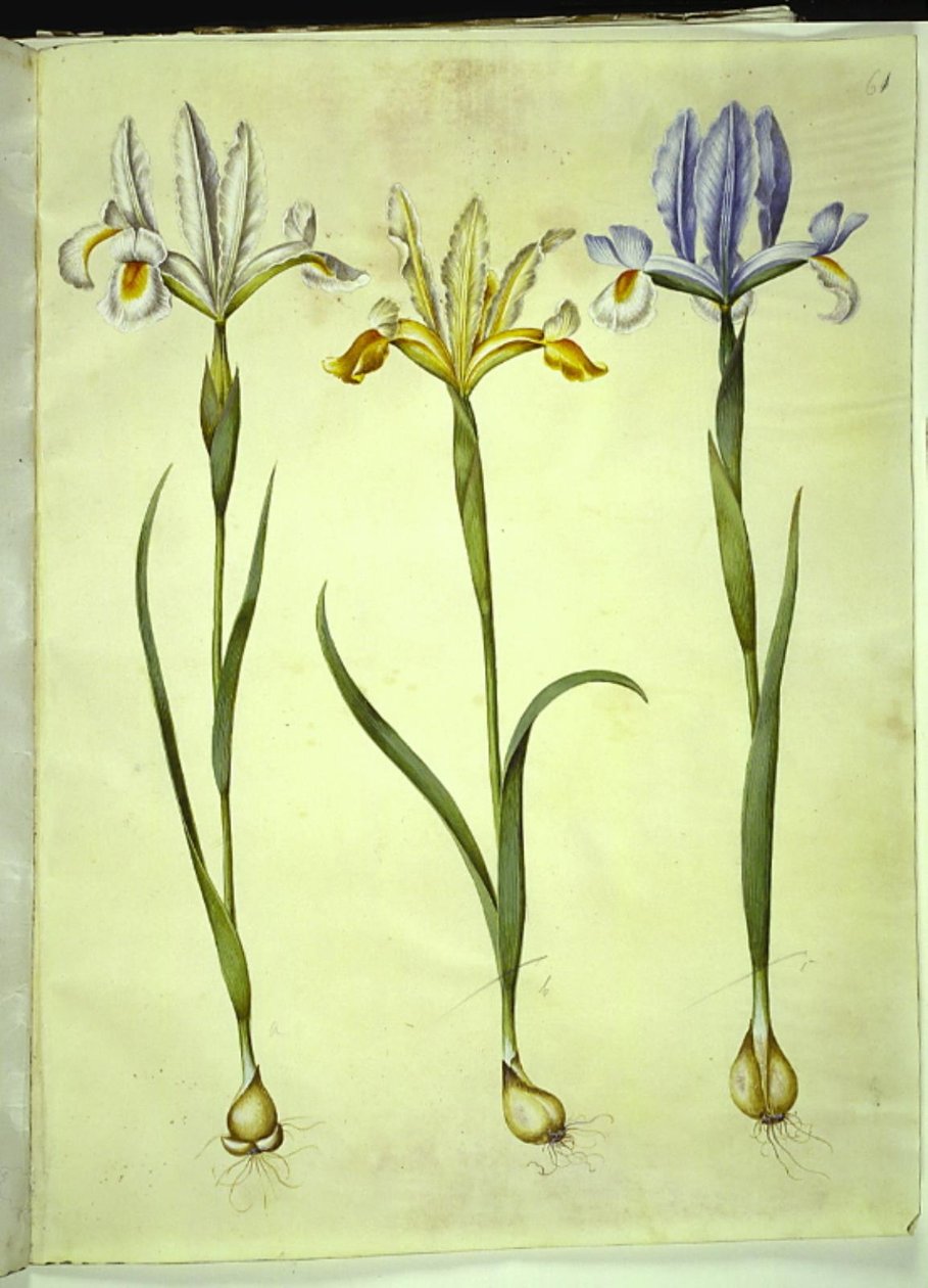 Iris xiphium (spansk iris) eller Iris latifolia (engelsk iris); Iris xiphium (spansk iris) av Hans Simon Holtzbecker