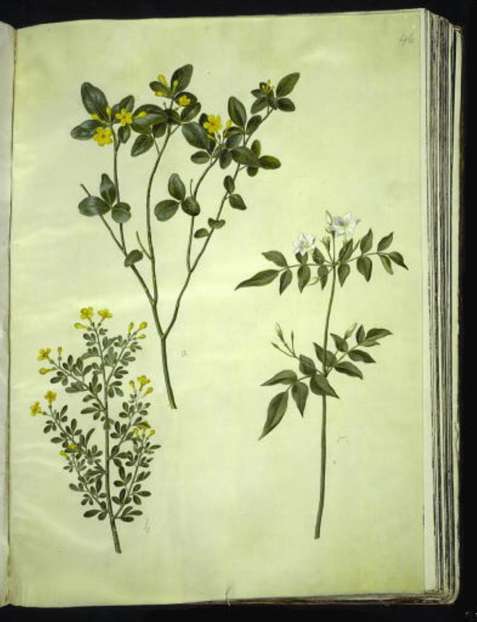 Jasminum odoratissimus (stue-jasmin); Jasminbusk (busk-jasmin); Jasminum grandiflorum (duft-jasmin) av Hans Simon Holtzbecker