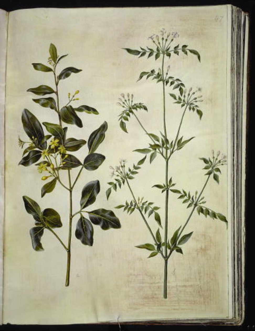 Jasminum odoratissimus (stue-jasmin); Jasminum officinale (lège-jasmin) av Hans Simon Holtzbecker