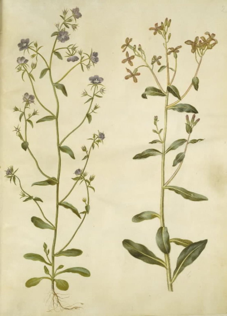 Legousia Venus-speil (ægte venuspejl); trist hesperis (natviol) av Hans Simon Holtzbecker