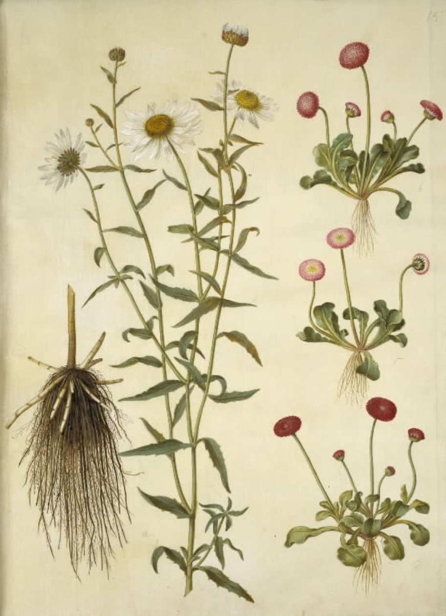 Leucanthemum vulgare (hvit okseøye); Bellis perennis (vanlig tusenfryd) av Hans Simon Holtzbecker