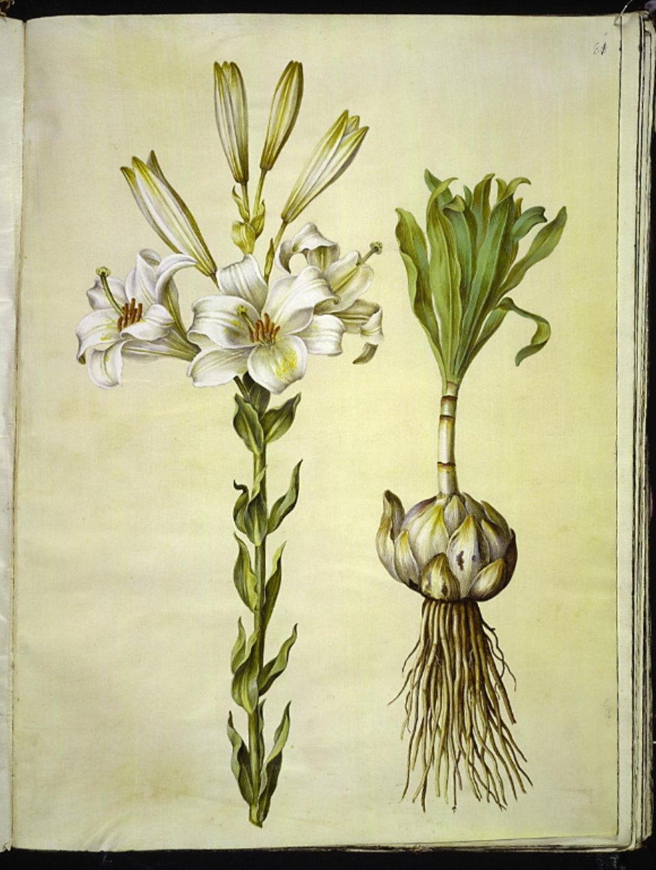 hvit lilje (madonna-lilje) av Hans Simon Holtzbecker