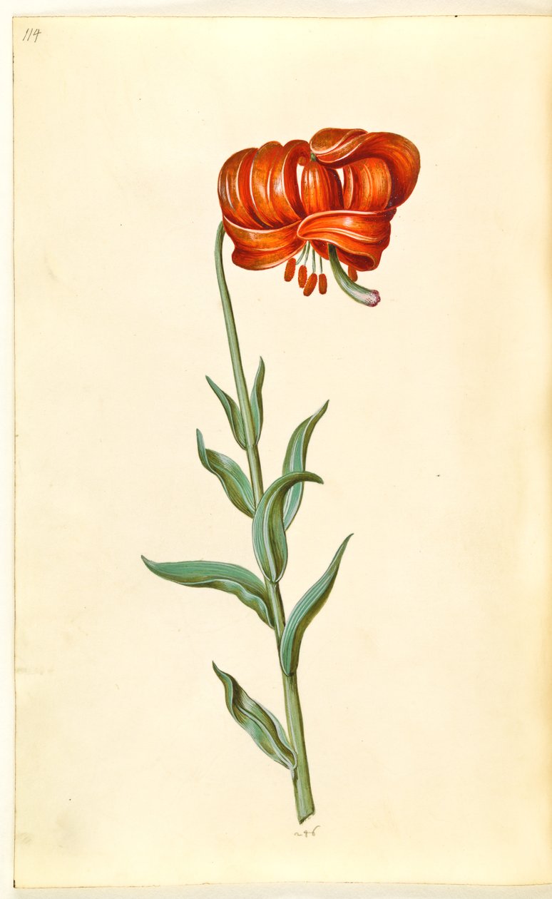 Kalsedonlilje (rød turbanlilje) av Hans Simon Holtzbecker